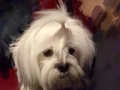 -百好乐宠物友好餐厅(朝外大街店)