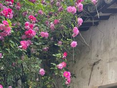 -艺圃