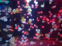 -烟台海昌鲸鲨海洋公园