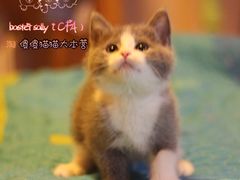 -Bastet sally猫舍购宠(静安店)