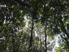 -黄埔油麻山森林公园