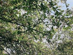 -南山植物园