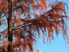 -新虹桥中心花园