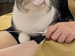 -1013 PET SHOP精品宠物商店(丁香店)