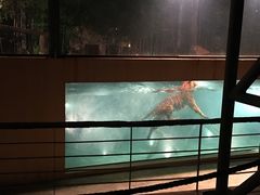 -清迈夜间动物园