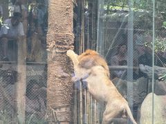 -清迈夜间动物园