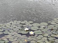 -大望京公园