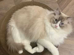 -芭比堂动物医院·CT·微创中心(新顺分院)
