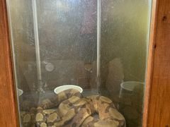 -上海大自然野生昆虫馆(东方明珠·爬宠昆虫探索中心)