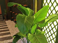 -纯泰泰式古法按摩SPA(丽景华庭店)