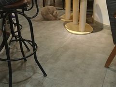 大堂-共舞时光猫咖·狗咖(新街口店)