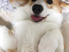 -芭比堂动物医院·犬猫全科·异宠专科(雁塔分院)