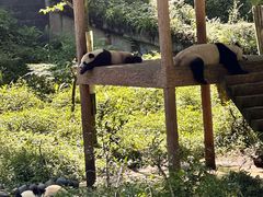 -中国大熊猫保护研究中心雅安碧峰峡基地