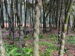 -蜀南竹海景区