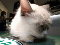 -喵喵咪呀布偶猫咖(春熙路店)