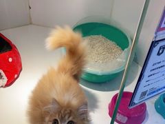 -龟与熊猫宠物公园(南坪店)