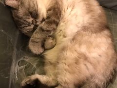 -猫色咖啡·猫咖