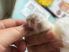 -嘉馨宠物医院·CT影像转诊·心脏科·犬猫全科诊疗中心(下沙大学城院区)