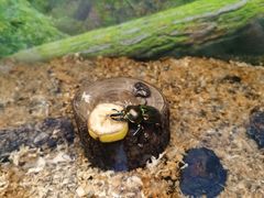 -上海大自然野生昆虫馆(东方明珠·爬宠昆虫探索中心)