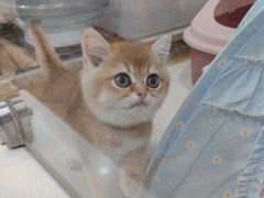 -糯米喵星人总部直营旗舰店·猫舍·幼猫出售