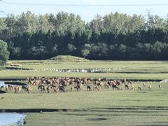-溱湖国家湿地公园