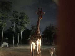 -清迈夜间动物园