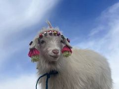 -如意林卡铜锅牦牛肉(布达拉宫店)