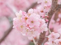 -蜀冈西峰生态公园