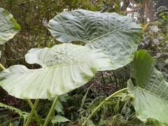 -西双版纳原始森林公园