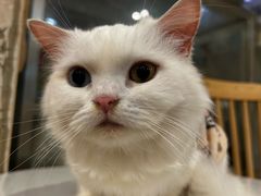 -楼上猫咖(罗湖店)