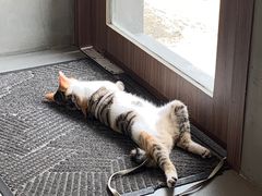 -Again Coffee Roaster(香蜜湖店)