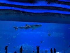 -珠海长隆海洋王国