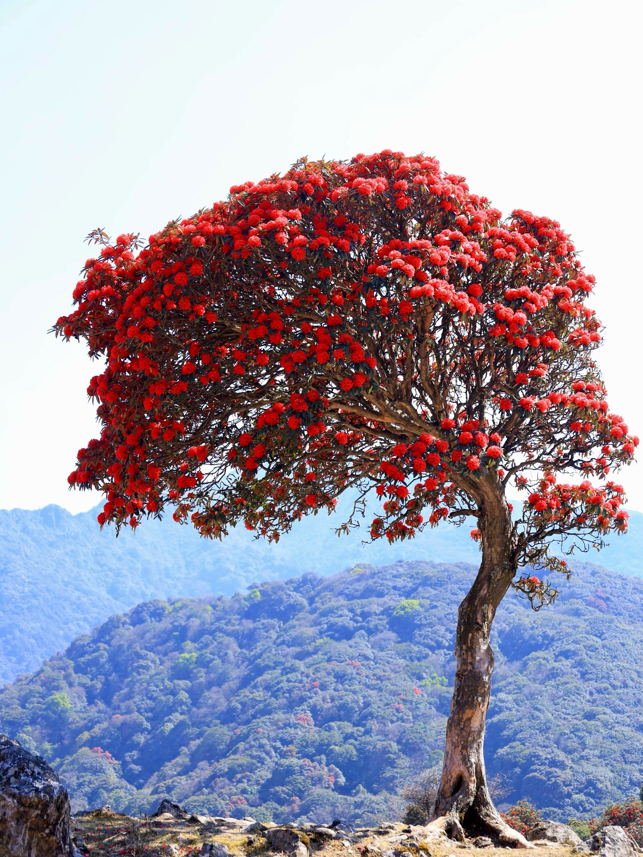 最美杜鹃花品种图片