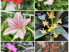 -深圳市中科院仙湖植物园