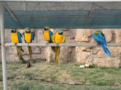 -西霞口神雕山野生动物世界