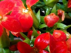 -锦欣康养上海泽顾护理院