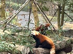 -都江堰中华大熊猫苑