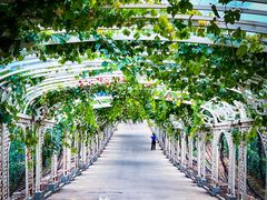 -北京张裕爱斐堡酒庄