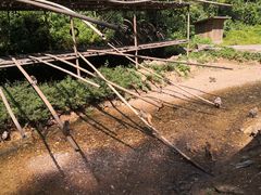 -西双版纳原始森林公园