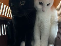 -pd派德宠物中心医院24H急重症·眼科中心·血液透析中心(嵩山北路店)