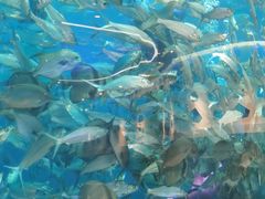 -瑞德姆美人鱼海底演艺主题餐厅(亚龙湾店)