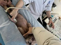 -北京赛佳动物医院