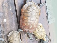 -南华寺素食馆(南华禅寺店)