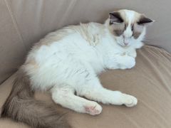 -怪兽屋·羊驼·猫咖·狗咖(俊华广场店)