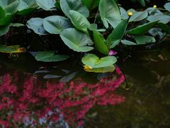 -深圳国际园林花卉博览园