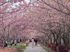 -高东镇樱花园