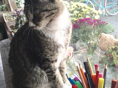 -海边的猫和咖啡馆