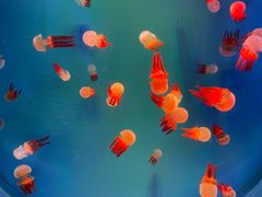 -芜湖新华联大白鲸海洋公园