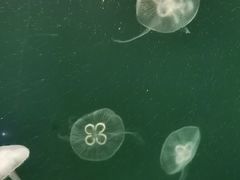 -上海海洋水族馆