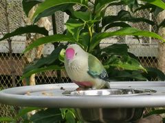 -新加坡飞禽公园